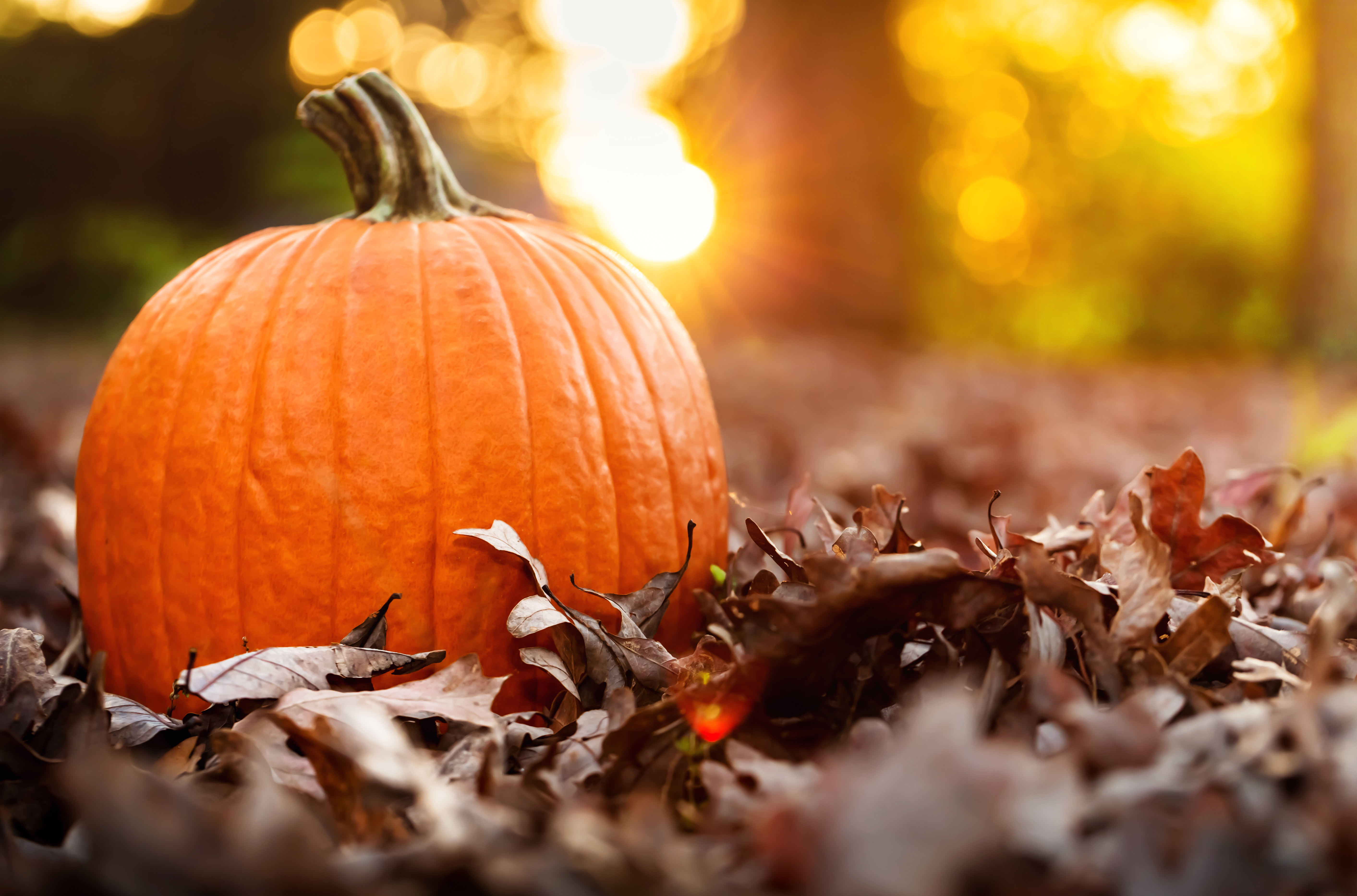 Pumpkin in leaves