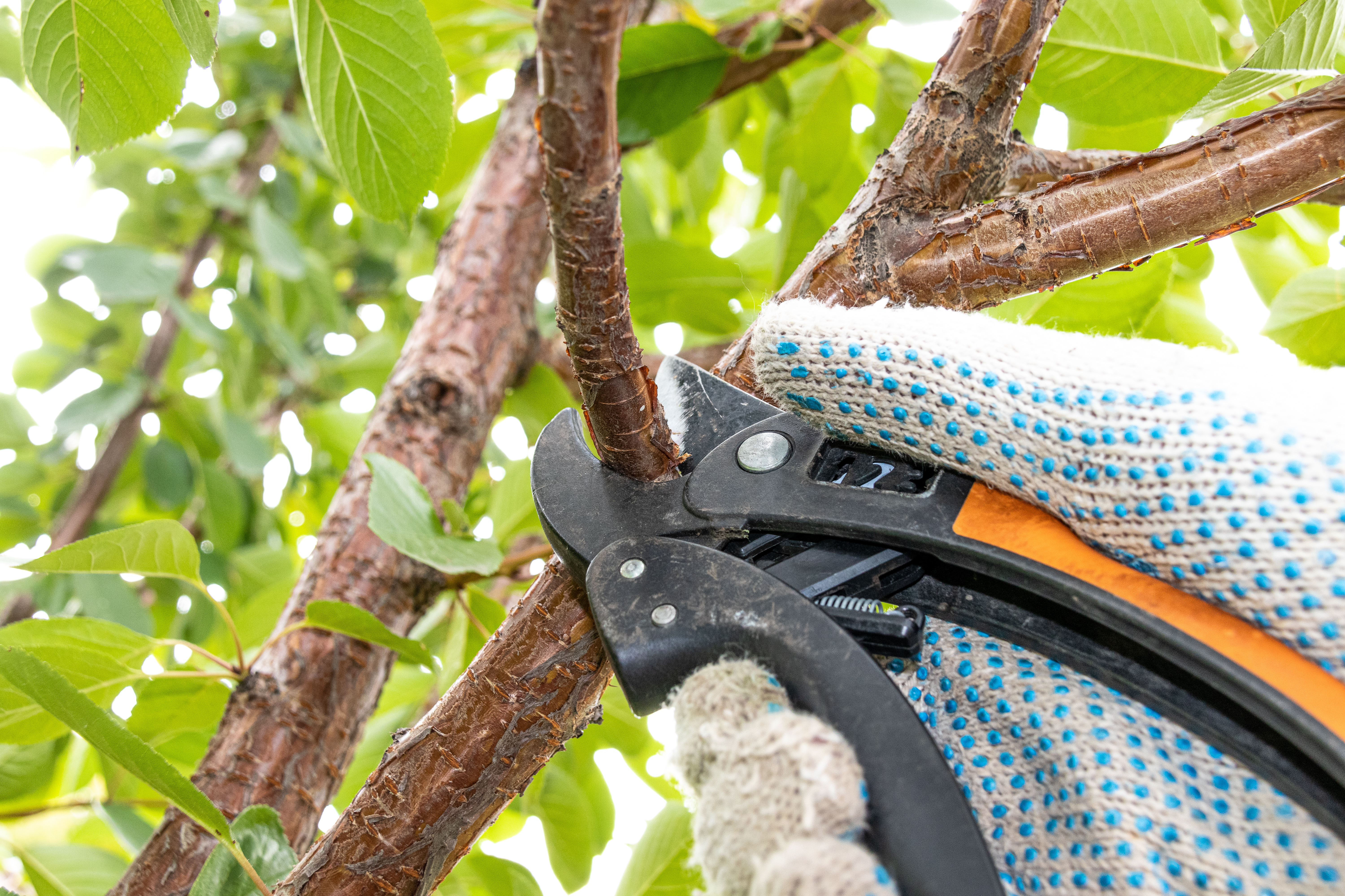 Pruning fruit trees