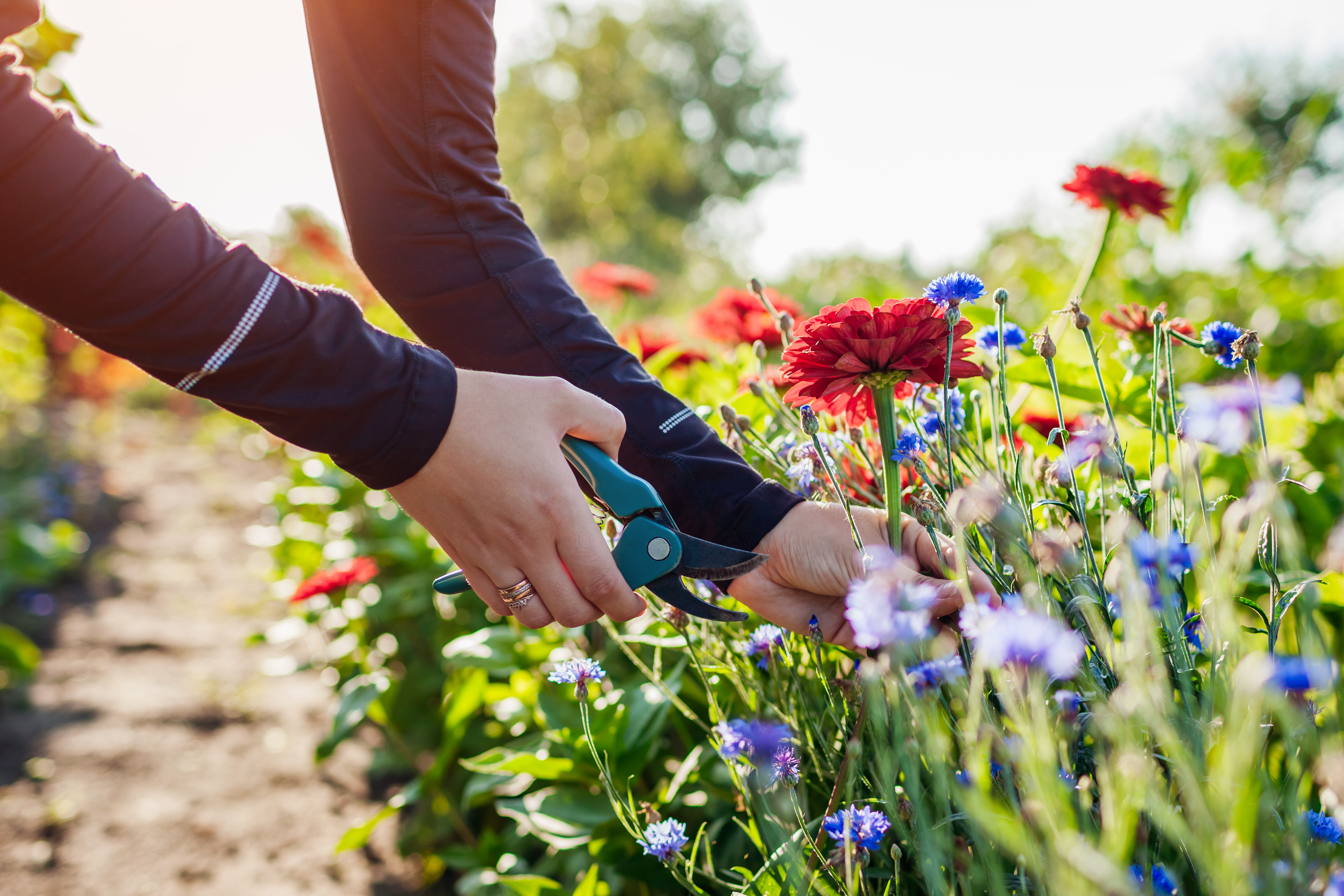 Woman cutting flowers