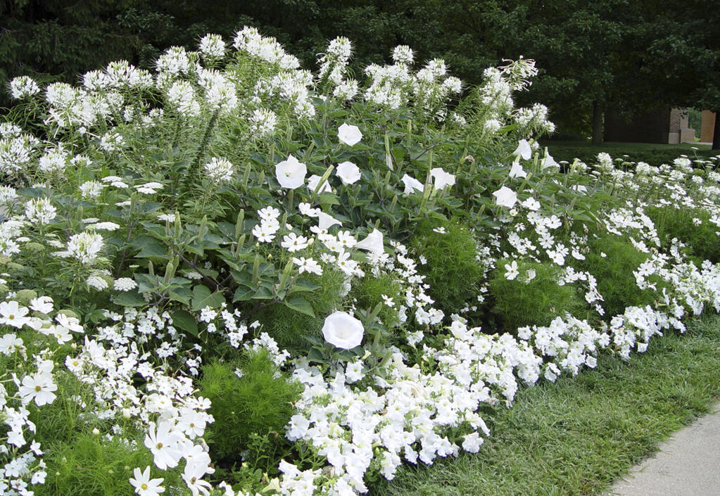 White flower garden