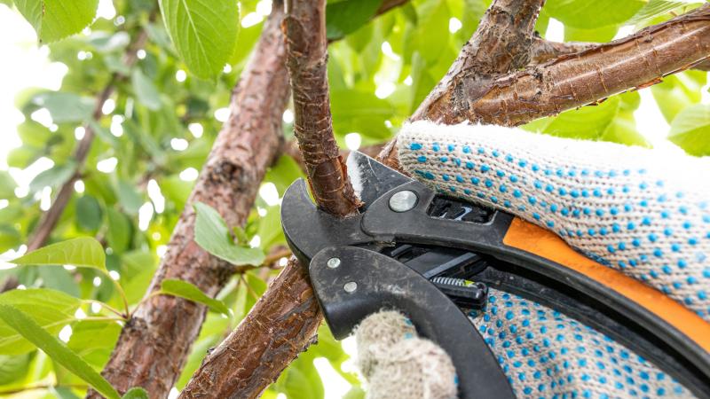 Pruning fruit trees