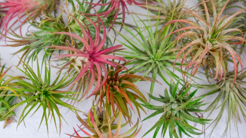 Air plants