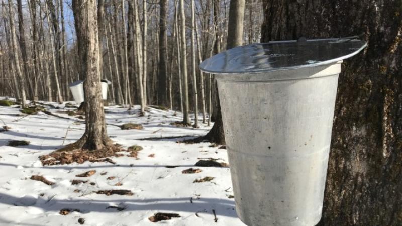 maple syrup